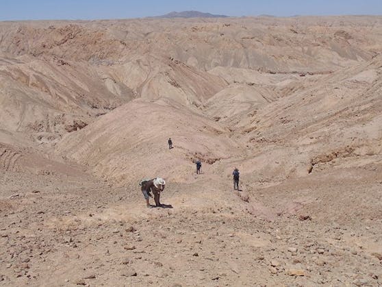 Die Entdeckung, die mitten in der Atacama-Wüste gemacht wurde, gesellt sich zu anderen Fossilien der Meeresfauna, die den Ort vor etwa 160 Millionen Jahren bewohnten, wie Pliosaurier und Plesiosaurier.