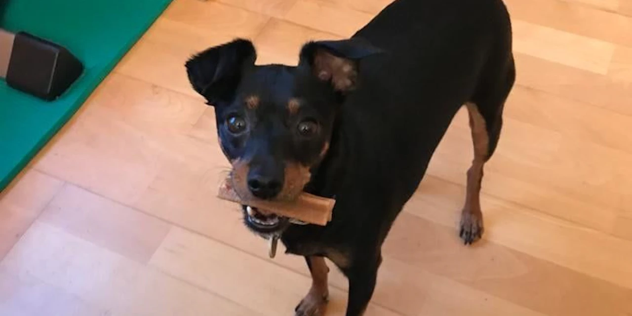 Hund "Bauxi" vorm Haus überfahren und liegen gelassen - Vimarsana News