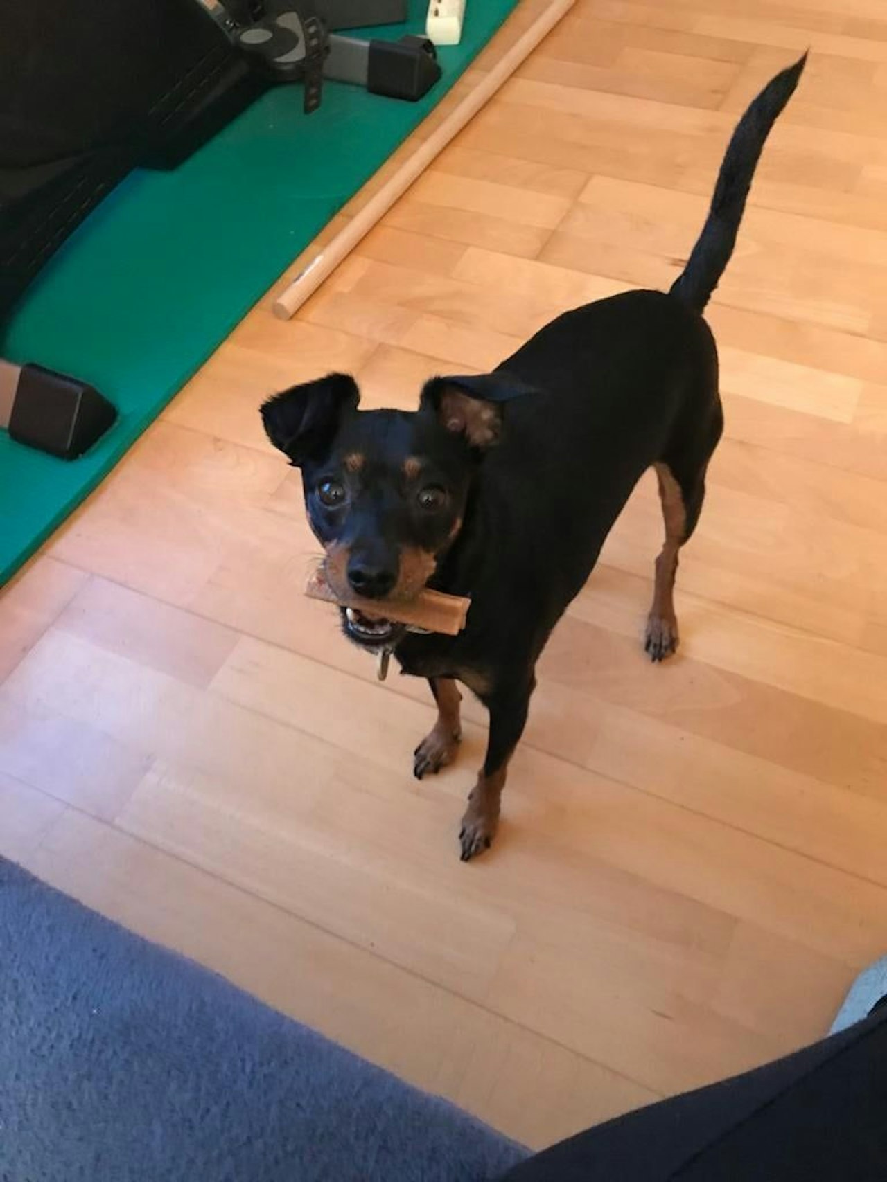 Heute.at - Hund Bauxi vorm Haus überfahren und liegen gelassen