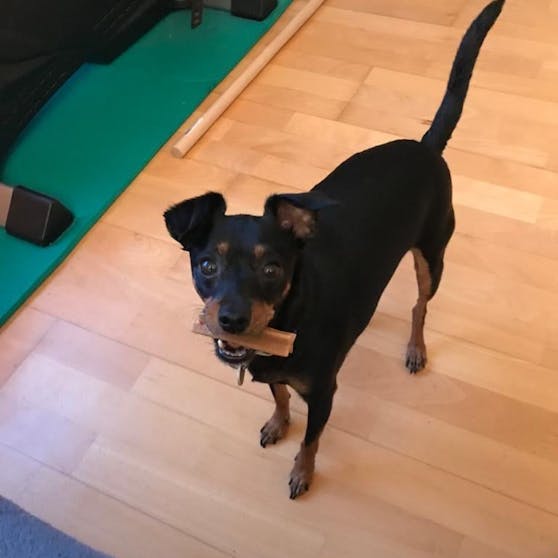 Der kleine "Bauxi" wurde vor der Haustür überfahren.