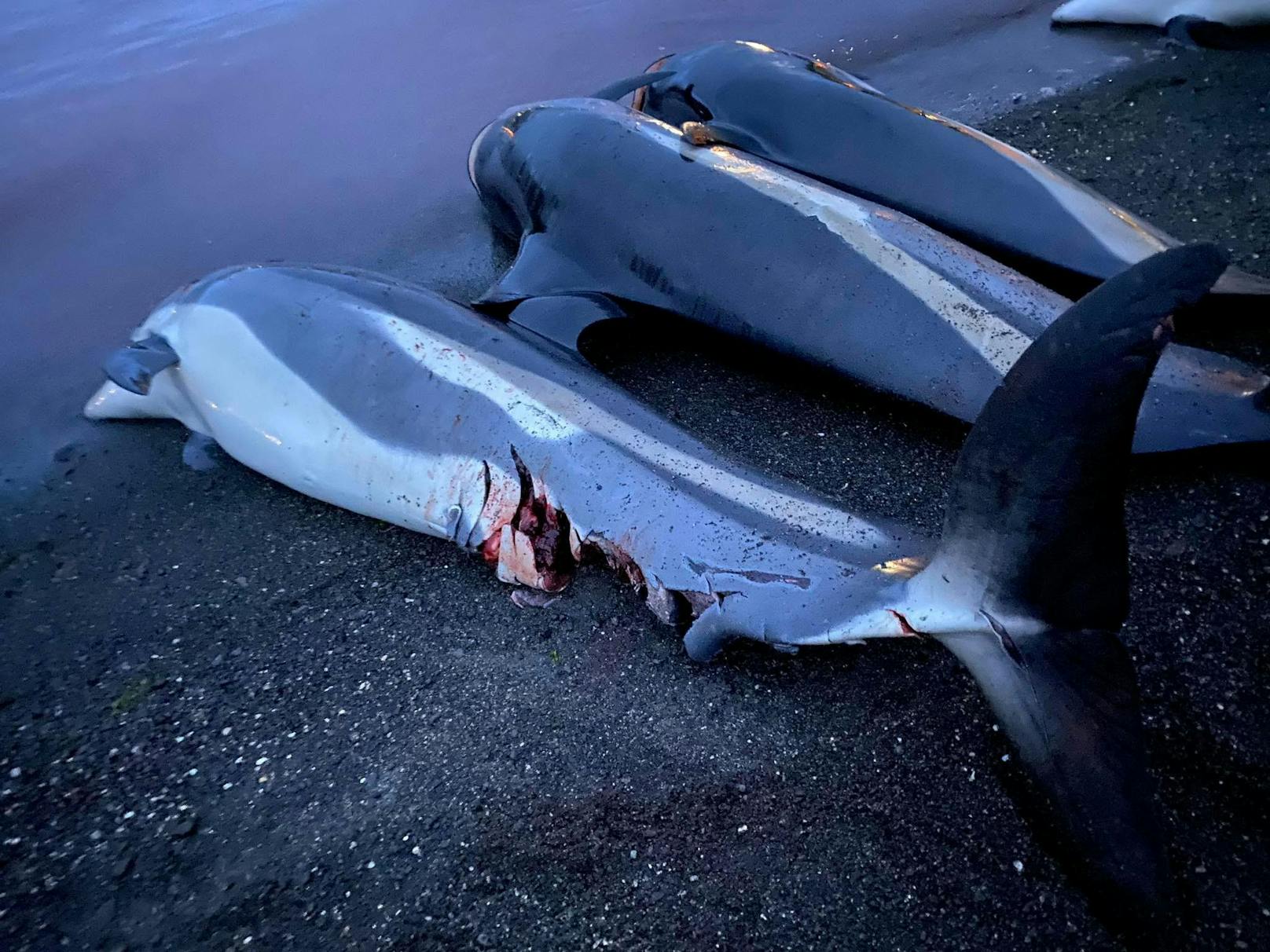Dieser eine "Grind" kostete mehr Delfinen das Leben, als die vergangenen 10 Jahre. 