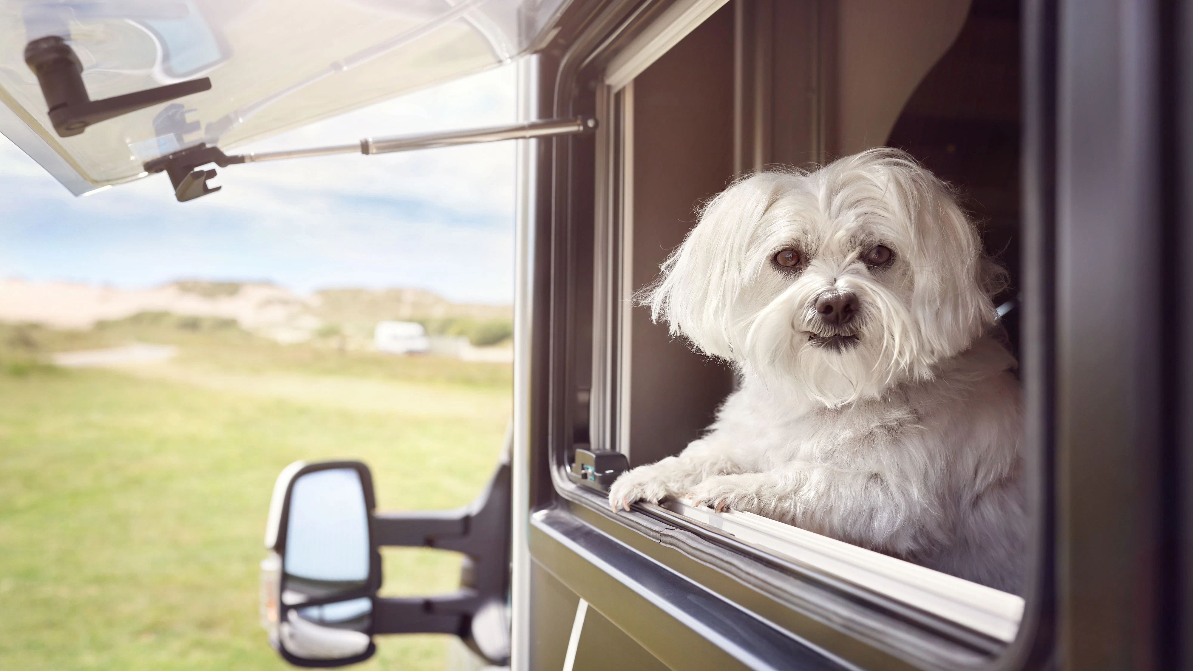 Dog looking out of motorhome or caravan window on vacation