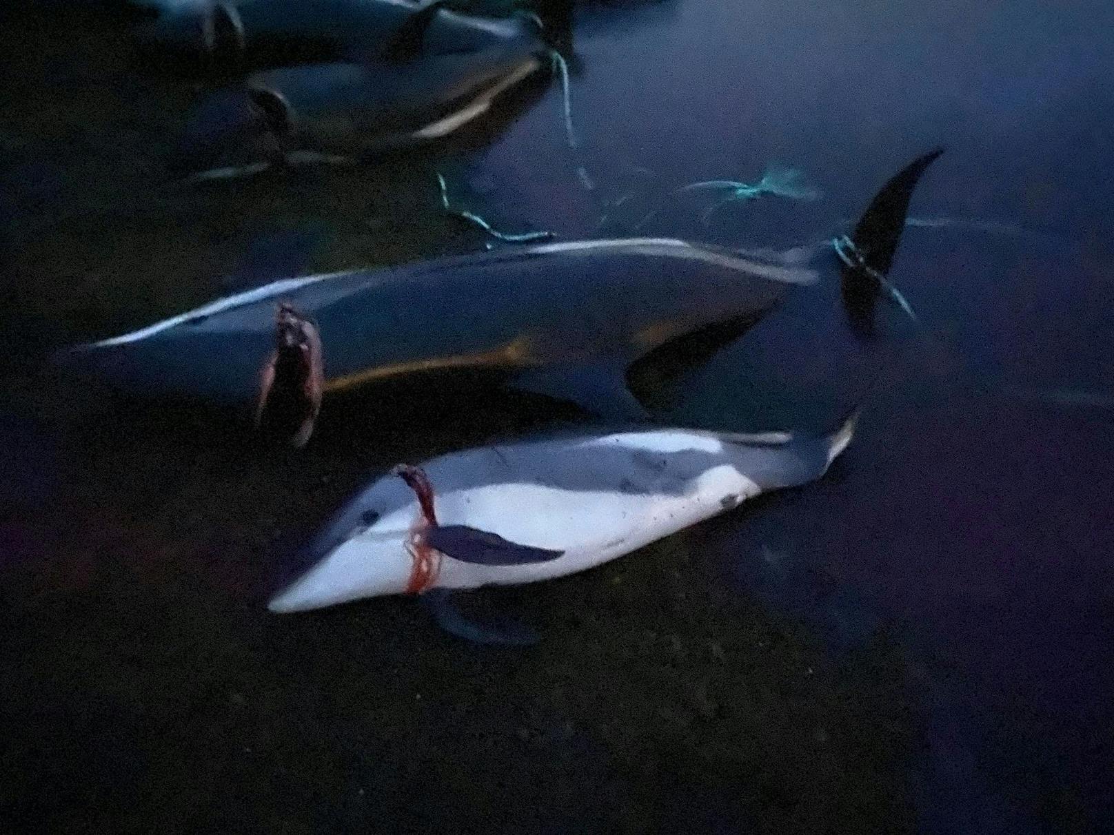 Die Kleinwale werden in eine Bucht getrieben und mit Messern und Lanzen getötet. <br>
