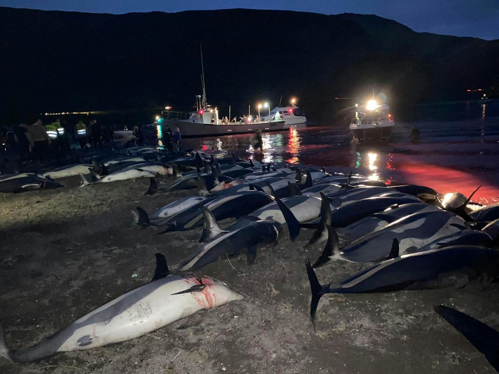 Am 12. September wurde der Skala Fjord wieder Schauplatz der größten Massentötung von Kleindelfinen. <br>