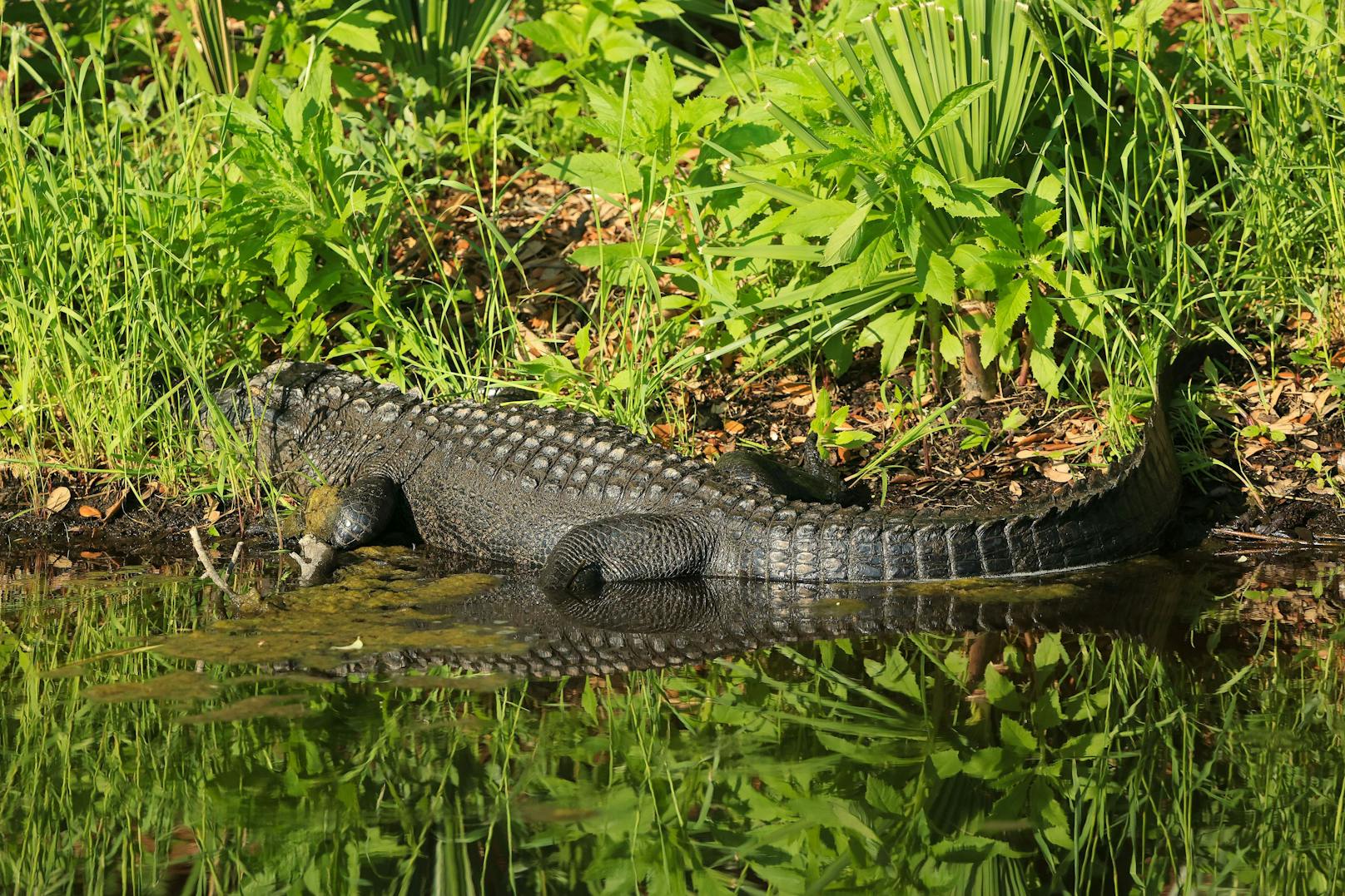 Da ein Alligator zwar recht alt wird, aber nicht unsterblich ist,&nbsp; werden solche "Schätze" nur aus einem Grund im Magen der Reptilien gefunden. 
