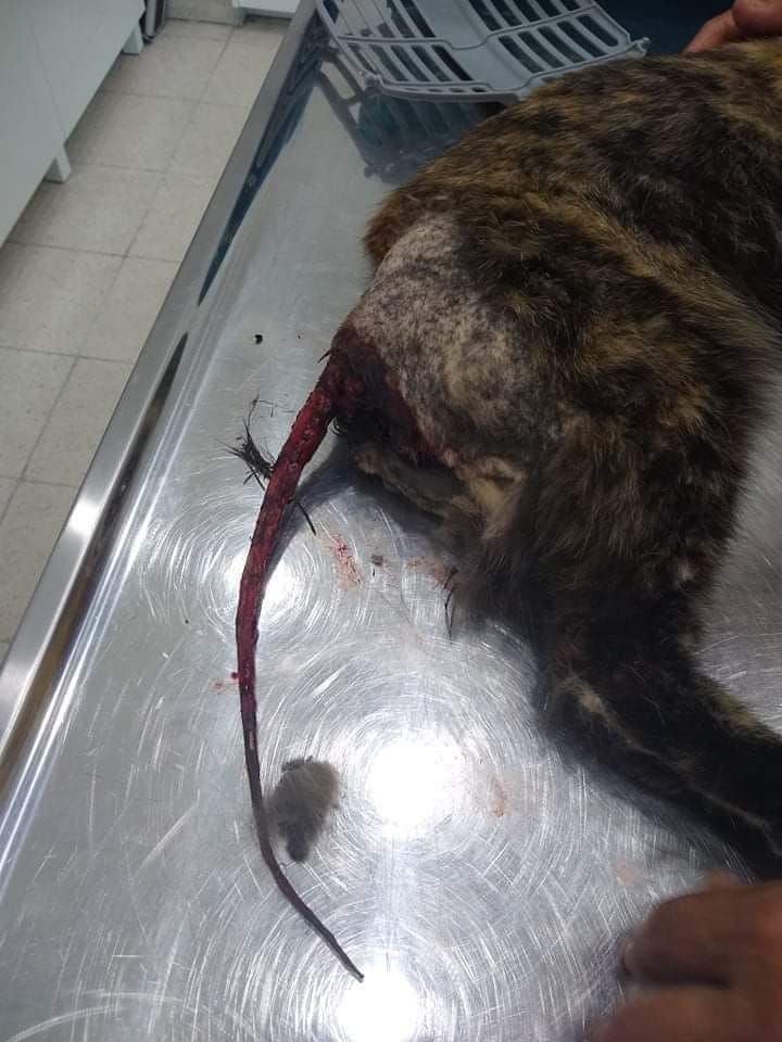 Schlimme Schmerzen musste die Katze durchleben.