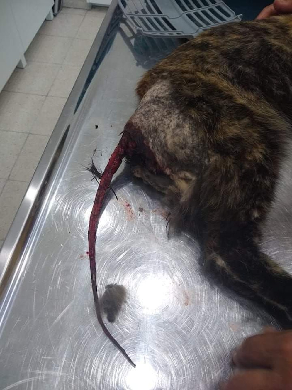 Schlimme Schmerzen musste die Katze durchleben.