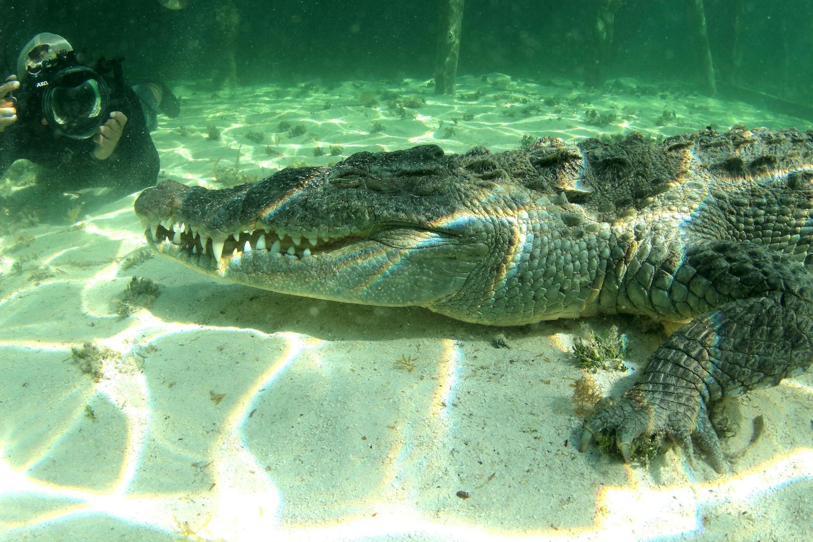 Für den Alligatoren-Jäger war dies wohl der "Fang seines Lebens". 