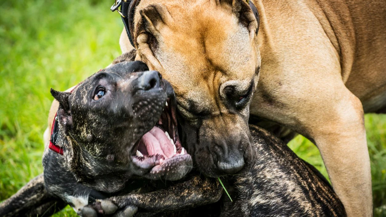 Zwei kämpfende Pitbulls mussten von einem Jäger betäubt werden.