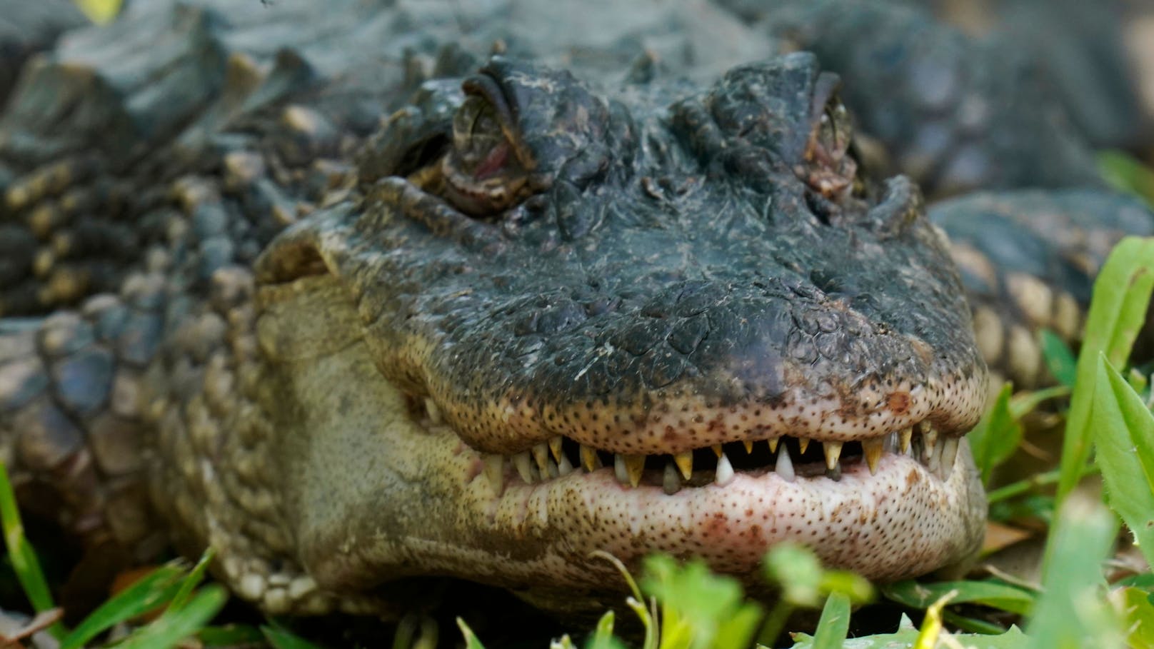 Das Alligator-Weibchen wurde unter nicht artgerechten Umständen gehalten. (Symbolbild)