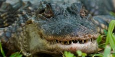 Frau hält Alligator 20 Jahre als "Haustier"