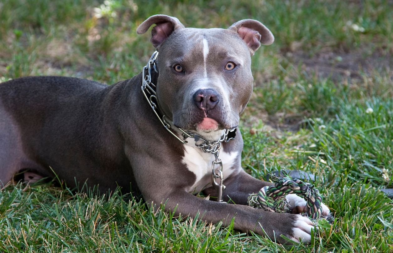 Heute.at - 120 Euro! Hunde-Steuer regt Besitzer in Wien auf