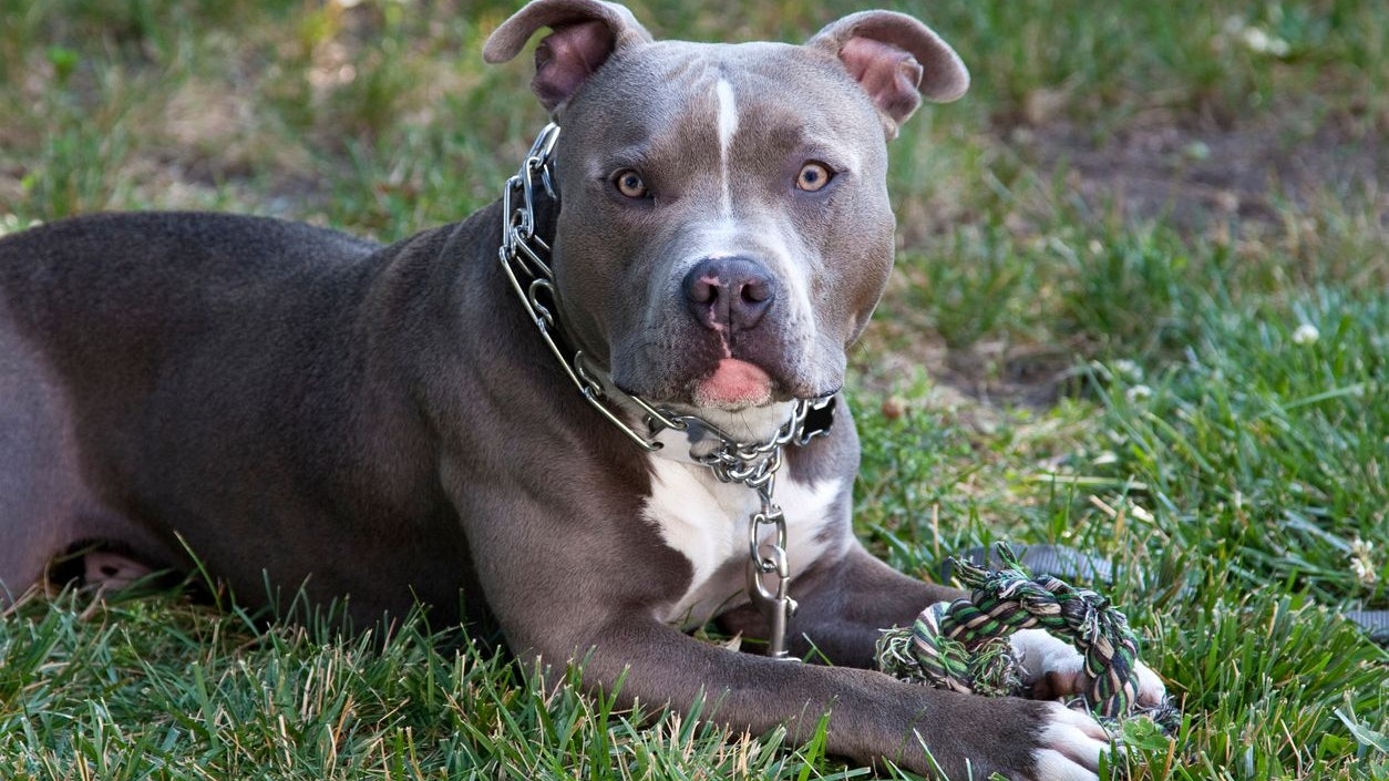 Heute.at - 120 Euro! Hunde-Steuer regt Besitzer in Wien auf