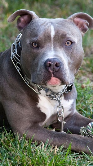 Hundesteuer Wien: Ab 2026 steigt die Abgabe auf 120 Euro. Hundebesitzer kritisieren die Erhöhung, Listenhunde sind von strengen Regeln betroffen.