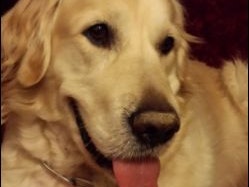 Hund vergiftet: "Habe gelitten und geweint!" - Leser | heute.at