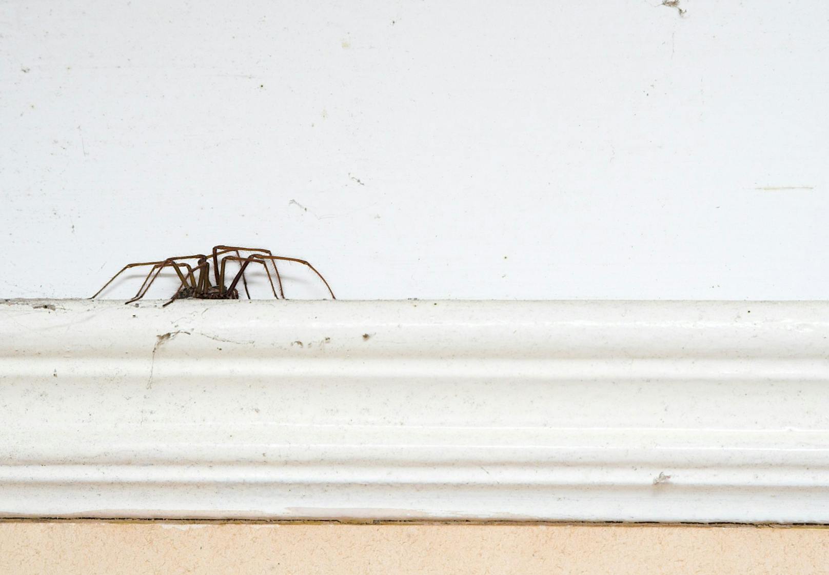 <strong>Moral und Ethik:</strong> Viele Tierschützer haben auch Angst vor Spinnen, leben aber ihre Prinzipien - keinem Tier absichtlich zu schaden - so konsequent, dass sie auch die unangenehmen Begegnungen "retten" werden. Und siehe da? Mit jedem Glas, dass eine Spinne sicher in den Garten transportiert, wird die Angst kleiner.&nbsp;