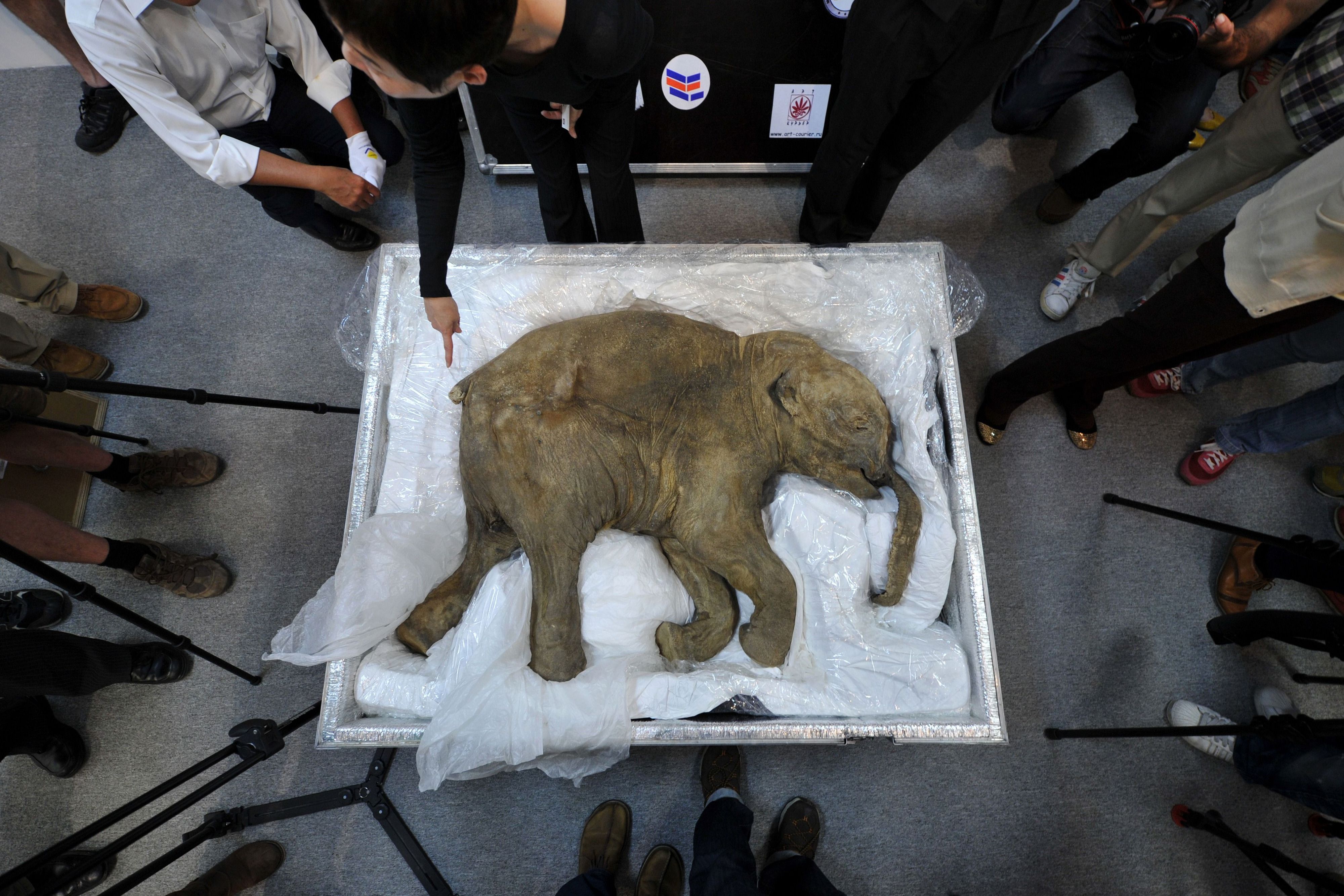 Download von www.picturedesk.com am 16.09.2021 (14:56).  -- AFP PICTURES OF THE YEAR 2012 -- The carcass of the world's most well-preserved baby mammoth, named Lyuba, is displayed in Hong Kong on April 10, 2012. Lyuba, whose carcass is 42 thousand years old was found by a reindeer herder in Yamal Peninsula in Russia on 2007. She will be exhibited at IFC Mall in Hong Kong on April 12, 2012. AFP PHOTO / AARON TAM - 20120410_PD5583 - Rechteinfo: Rights Managed (RM) Nur für redaktionelle Nutzung! Werbliche Nutzung erfordert Freigabe: bitte schicken Sie uns eine Anfrage.