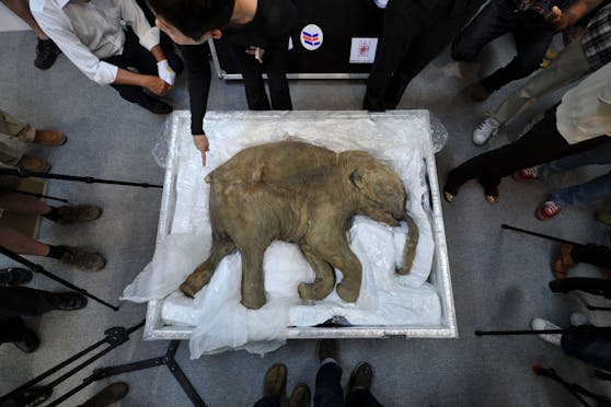 Aus der DNA dieses mumifizierten Mammut-Babys soll die Kreatur wieder zum Leben erweckt werden.