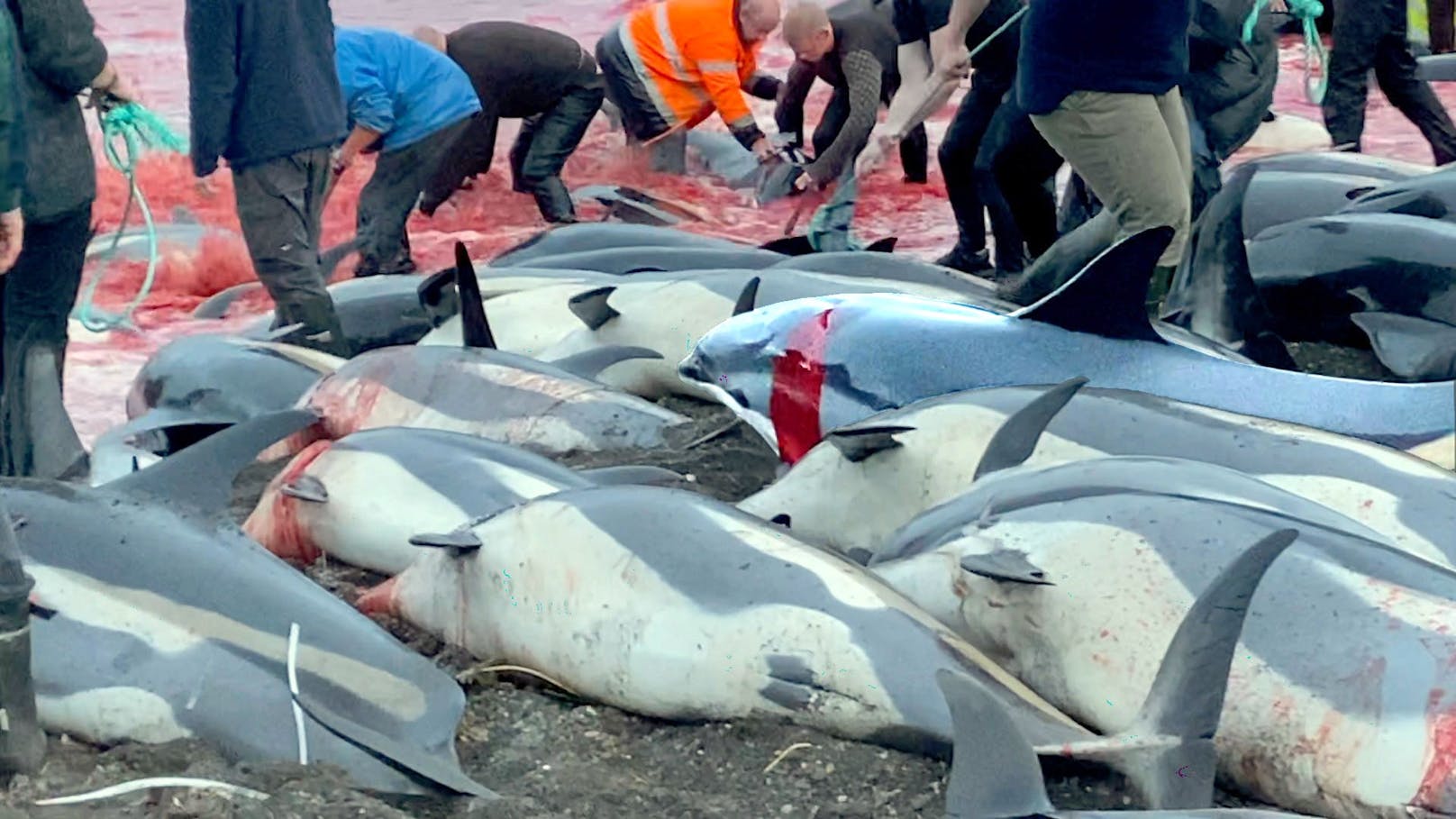 Das Delfinmassaker im Skala Fjord, wo 1.500 Kleinwale ihre Leben lassen mussten, schockierte uns alle besonders und viele haben ihre Stimme erhoben.---&gt; <a href="https://www.heute.at/s/der-jaehrliche-grind-faerbte-den-nordatlantik-dunkelrot-100163208">ARTIKEL</a> <br>