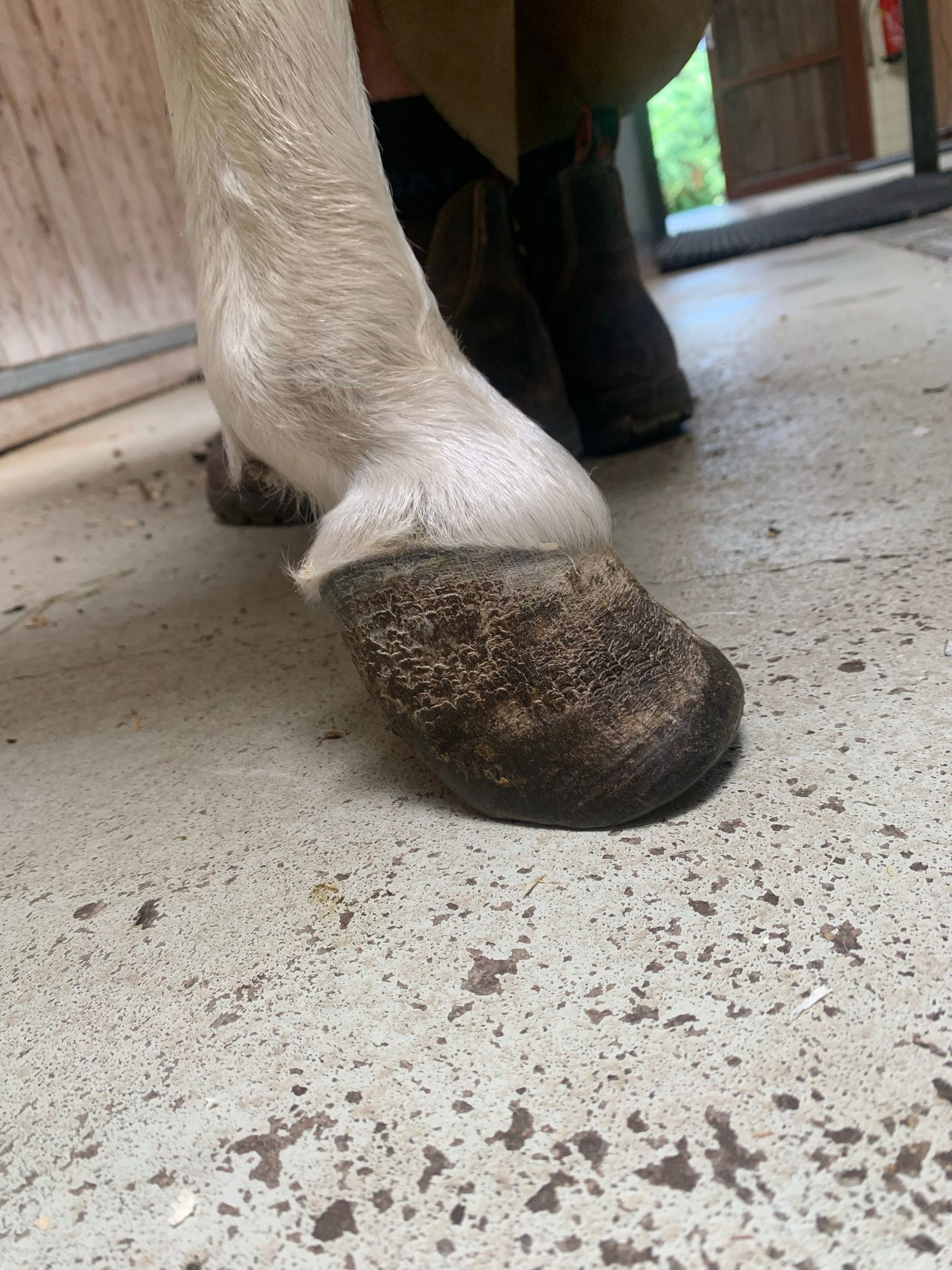 In mehreren Sitzungen werden "Wickies" Hufe nun gekürzt. 