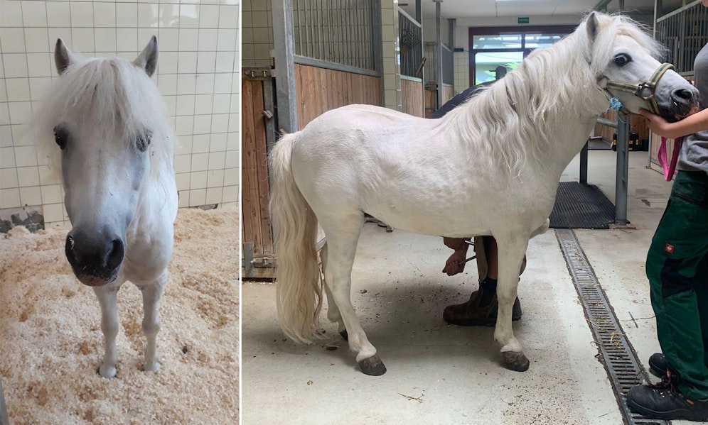 Das 19-jährige Shetland-Pony 