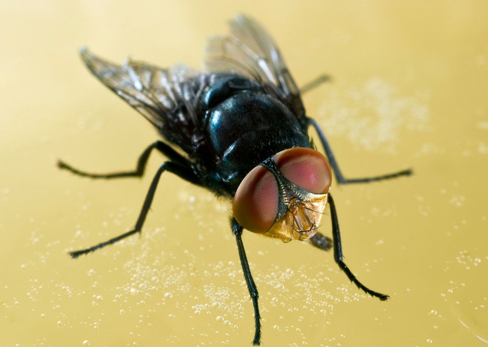 Eine Fliege verursachte einen Autounfall in der Schweiz. | heute.at