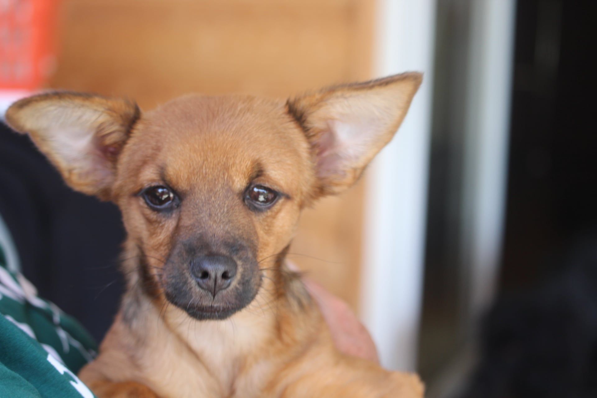 Der kleine Welpe wurde von den Besitzerin einfach zurück gelassen.