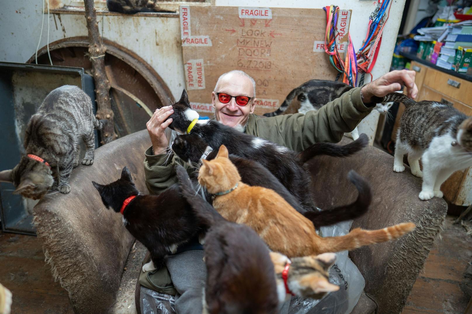 Ian "Catmondo" lebt mit mehr als 70 Katzen in mehr als bescheidenen Verhältnissen. 
