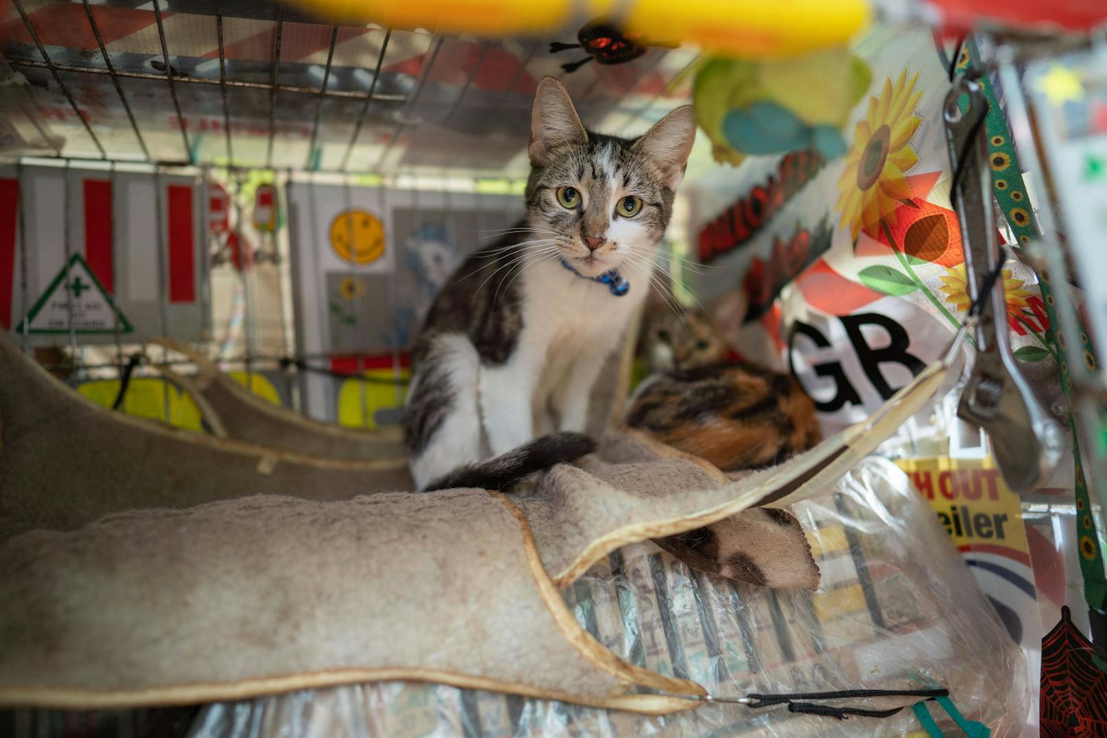 "Catmondo" gibt an, dass er sich seit 1992 um mindestens 5.000 Katzen gekümmert hätte und jährlich etwa 5.000 Pfund in die Pflege seiner Tiere steckt. 