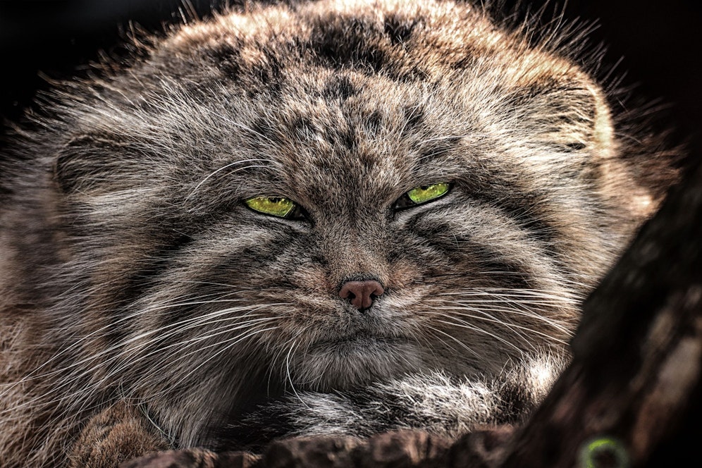 Ist der Manul, oder die Pallaskatze wirklich die böseste Katze der Welt? 