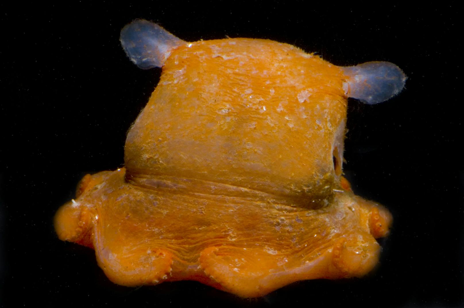Dumbo-Oktopusse gehören zu den seltensten Kopffüßern, sind aber Annahmen zufolge ziemlich weit verbreitet. 