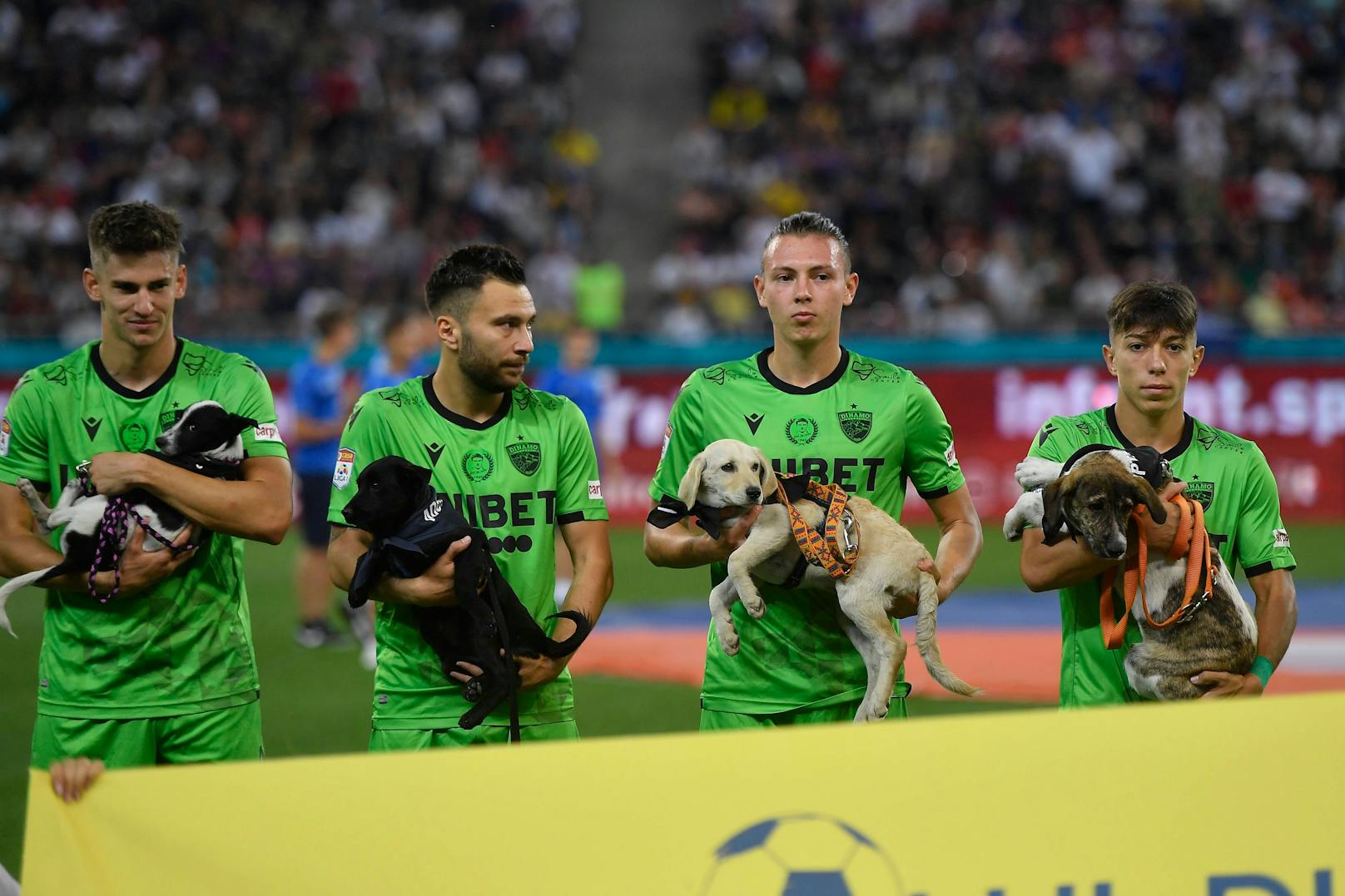 Fußballer von Dinamo Bukarest kamen mit Hunden auf den Platz. 