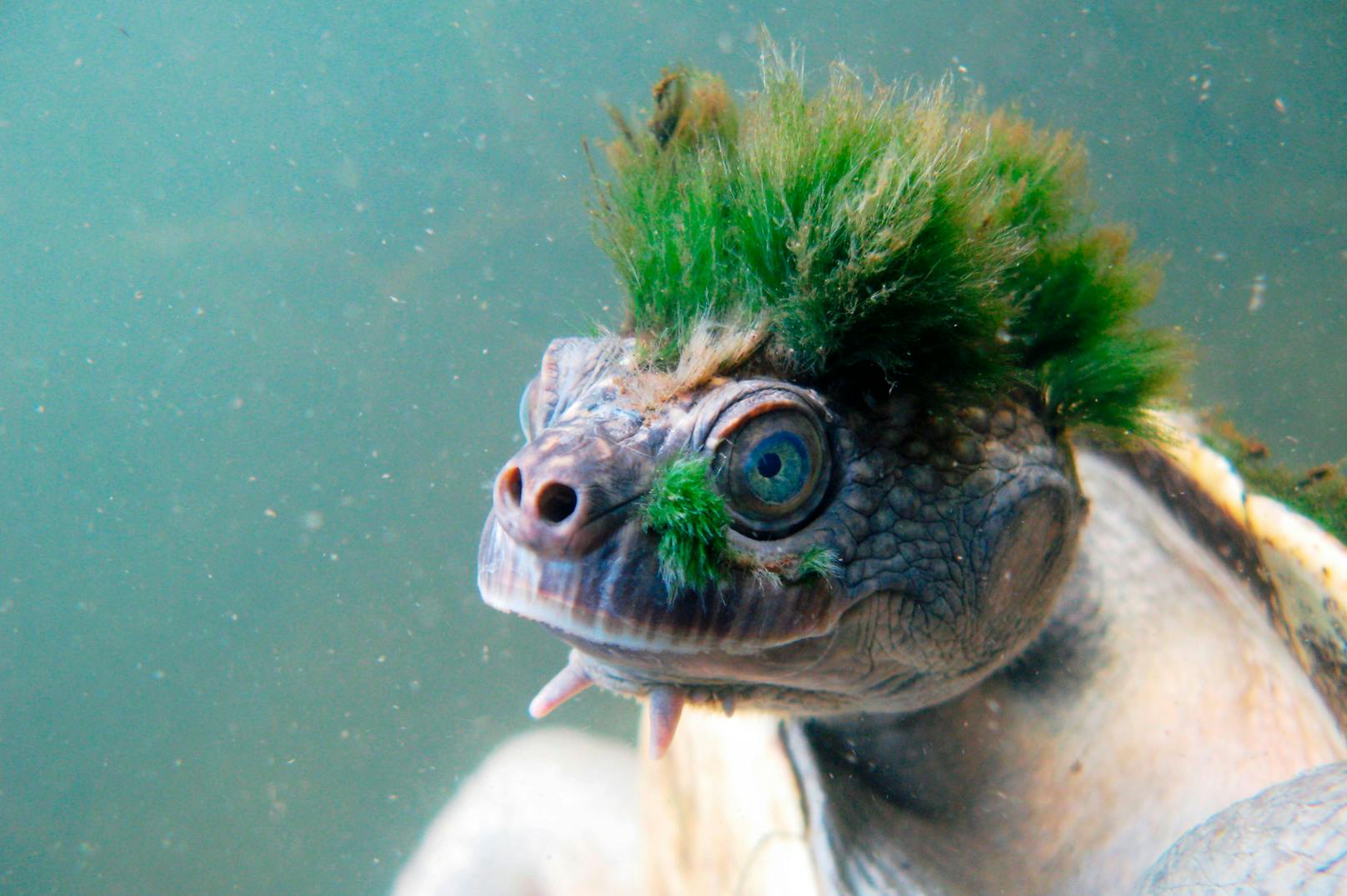 Drei Tage durchgehend unter Wasser, lassen die Mary-River-Schildkröte wie ein kleiner "Punker" aussehen. <br>