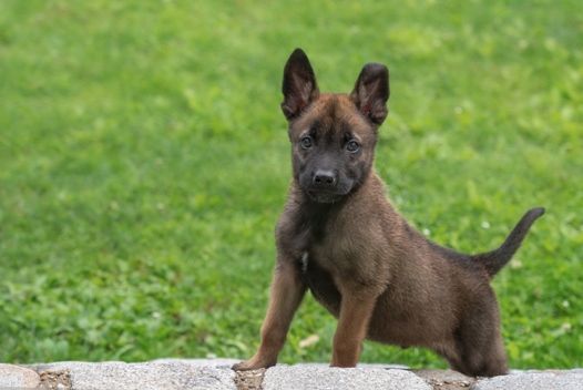 Polizeiwelpen nun in Ausbildung