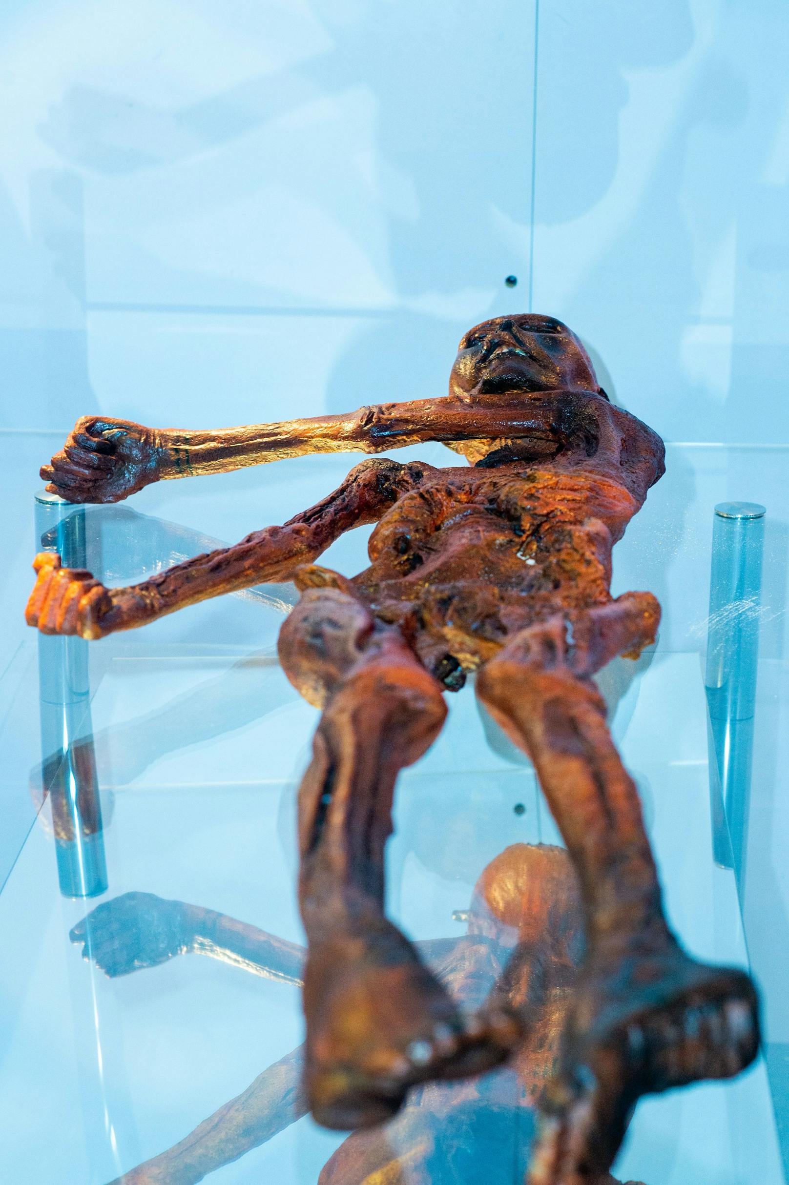 Ötzi wird in Aussetellungen gezeigt.