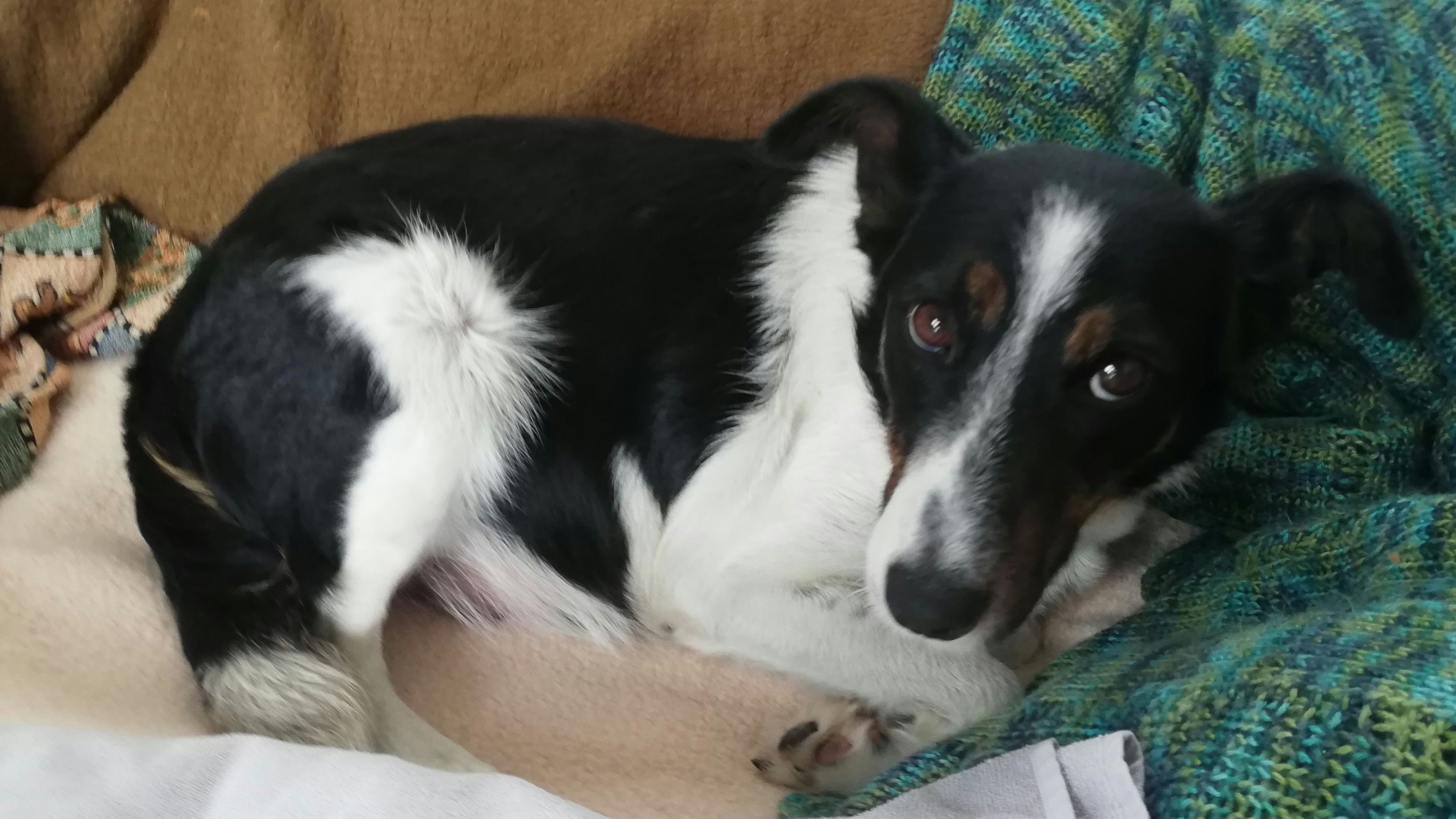 Diese trächtige Hündin wurde einfach ihrem Schicksal überlassen.