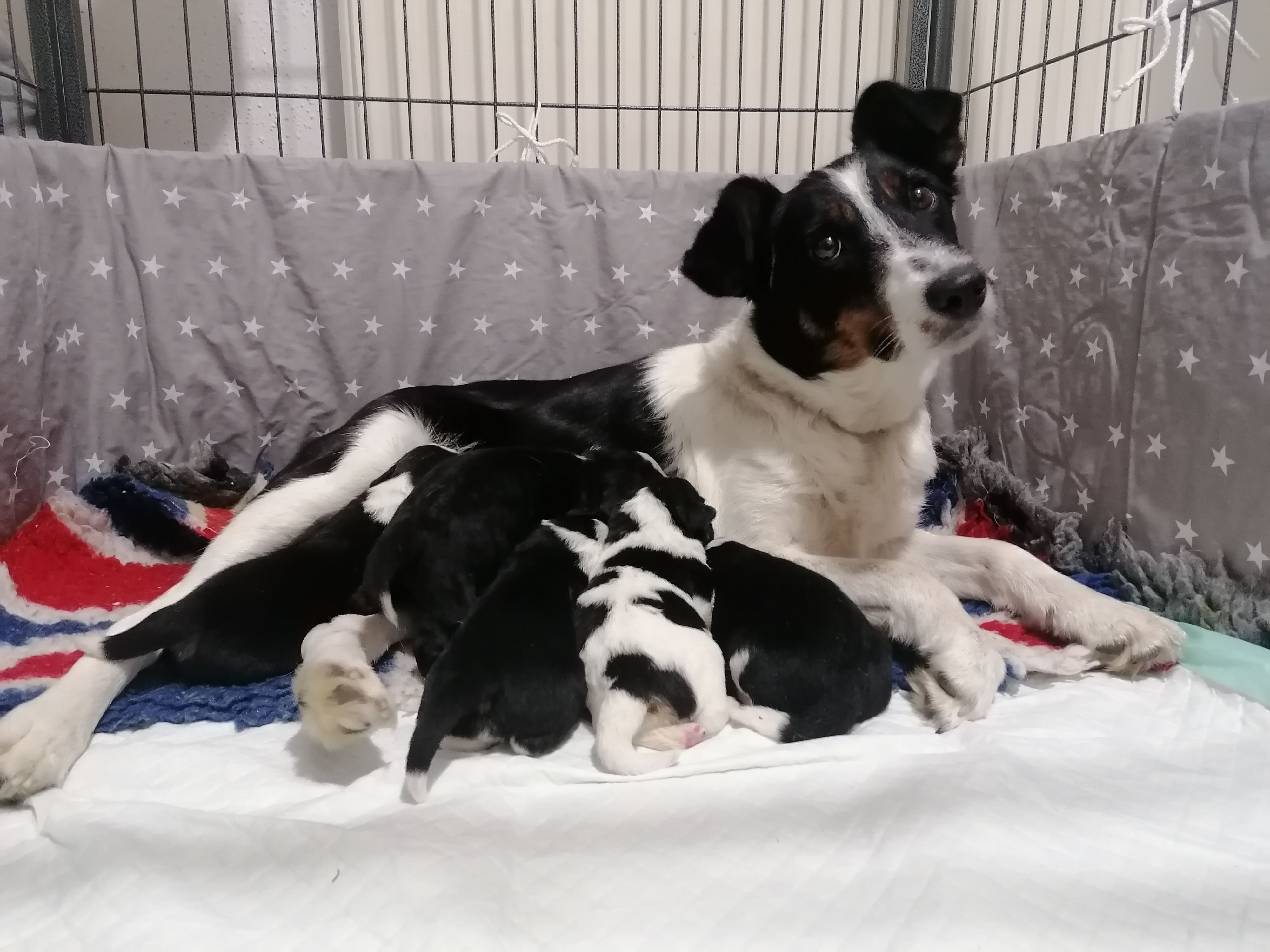 Im TierQuarTier schenkte "Mathilda" nun fünf gesunden und quietschfidelen Welpen das Leben.