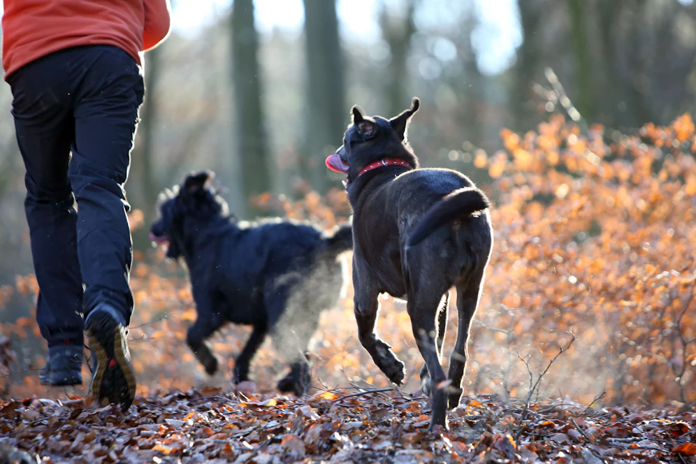 Bei einem Spaziergang liefen zwei Hunde ihrem Besitzer plötzlich davon und bissen eine Katze tot. (Symbolbild)