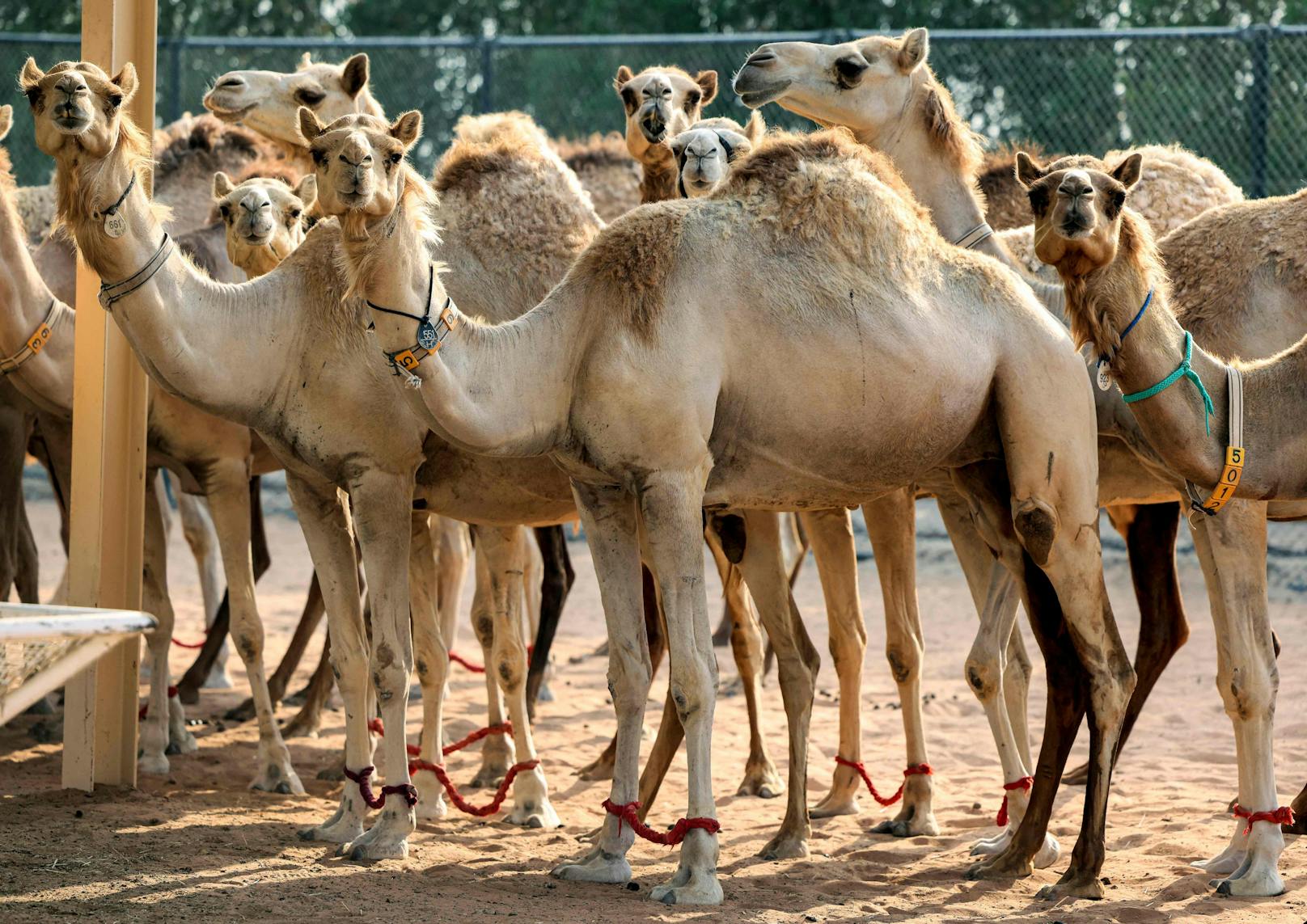 Vor allem Schönheitswettbewerbe für Kamele lassen die Klon-Wissenschaftler im Akkord arbeiten. 