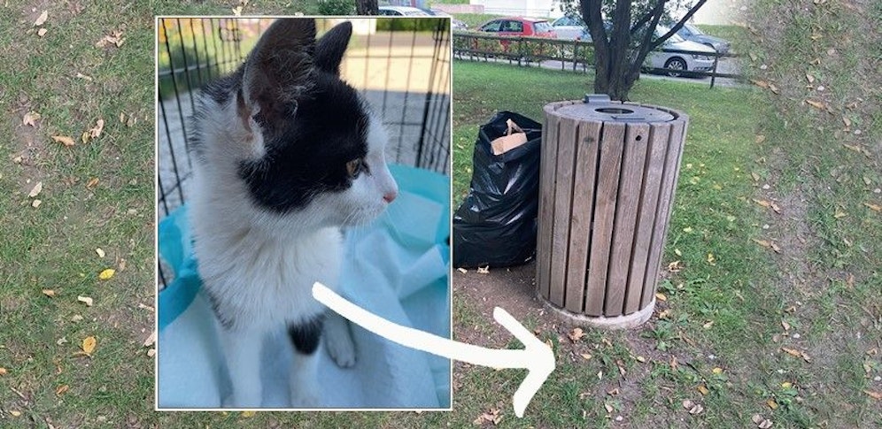 Unbekannte setzten den Kater in einem zugeklebten Karton in Wels aus.