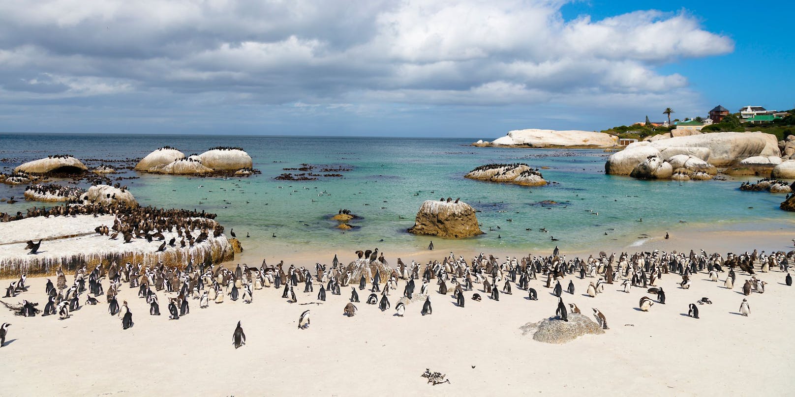 Eine Pinguin-Kolonie in Südafrika wurde Opfer eines Bienenschwarms.