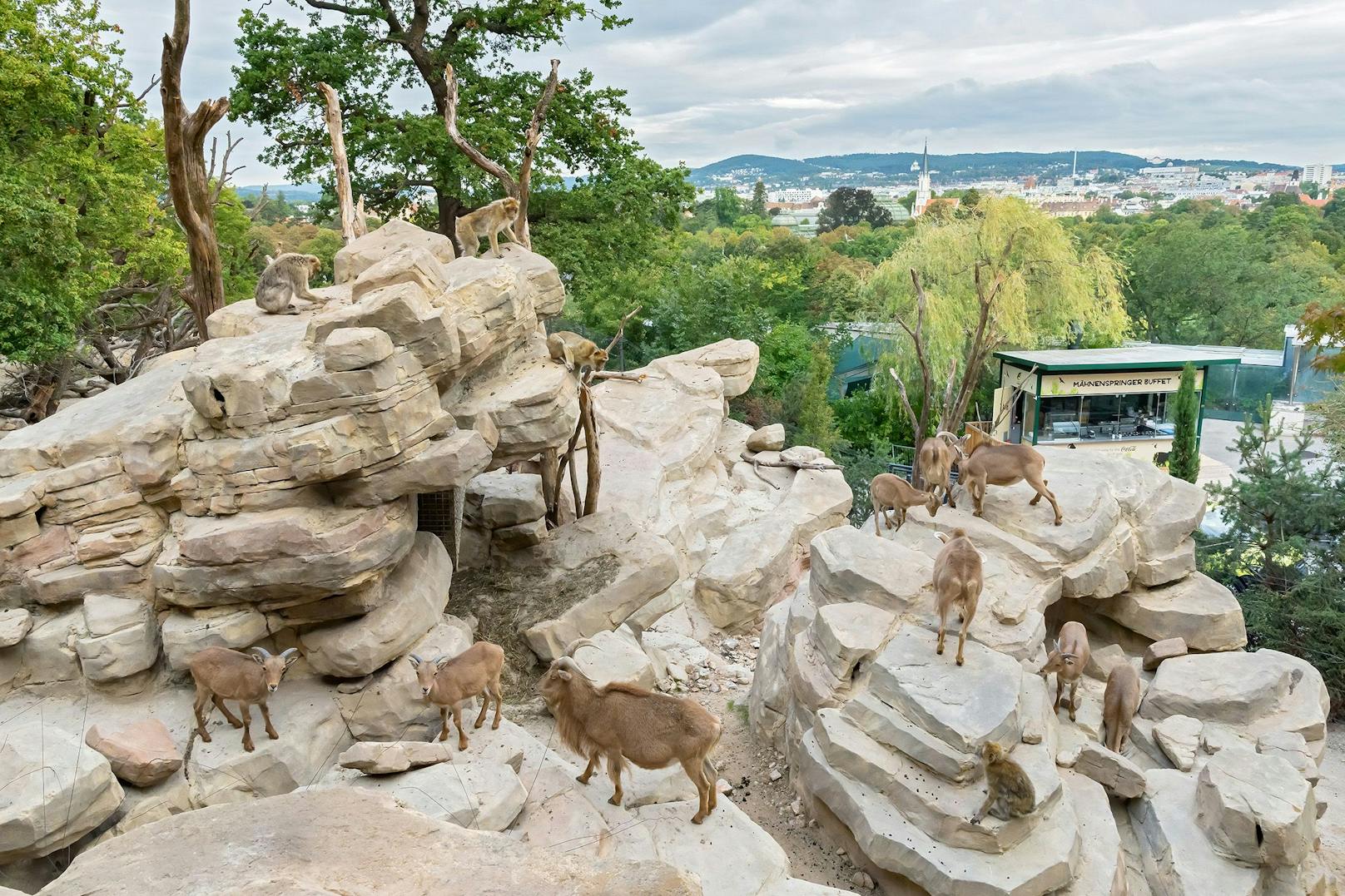 Am 16. September wurde die neue Anlage der Mähnenspringer und Berberaffen im Tiergarten Schönbrunn eingeweiht. 