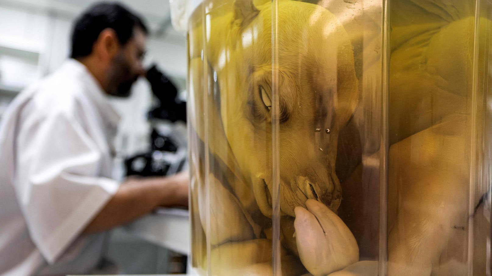 Verrückte Welt: In Dubai kommen die Wissenschaftler der hohen Nachfrage an Klon-Kamelen kaum nach. 