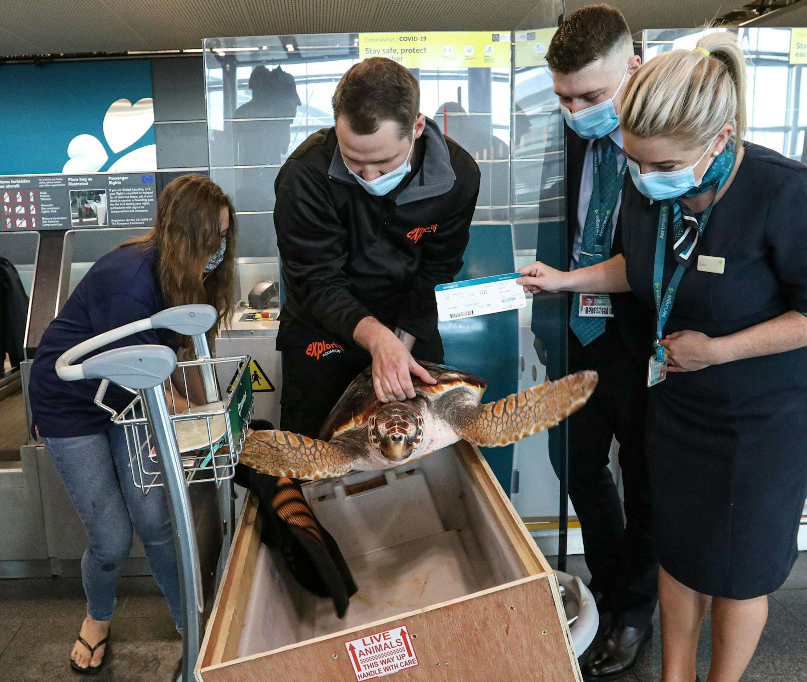 Eine vom Aussterben bedrohte Schildkröte wird von Irland mit dem Flugzeug wieder auf die Kanarischen Inseln zurückgebracht. 