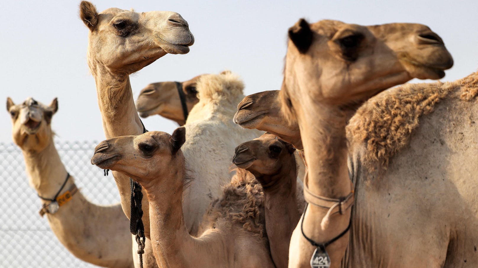 Kaum zu glauben, aber das Geschäft der Kamel-Klone in Dubai boomt. 