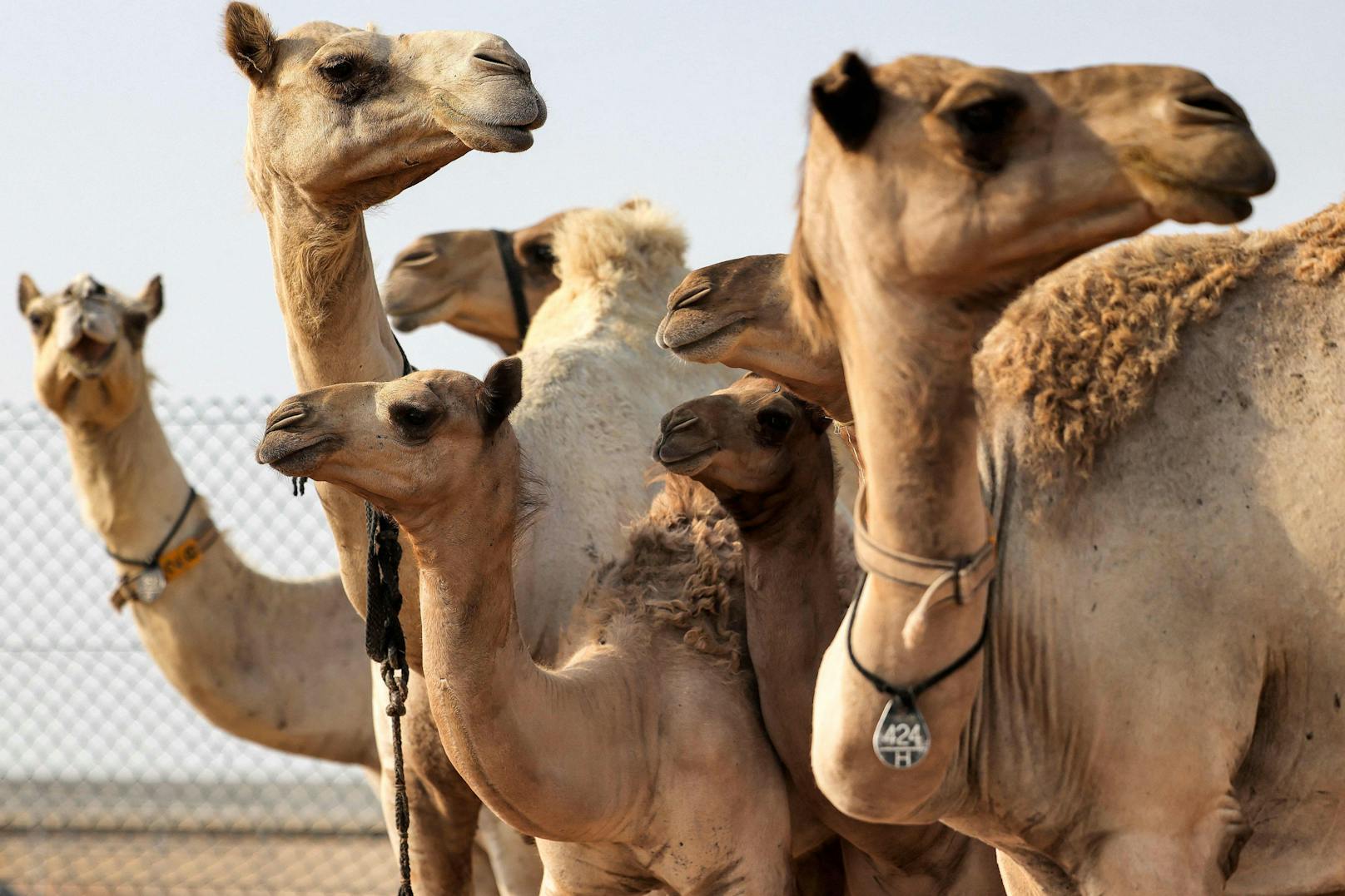Kaum zu glauben, aber das Geschäft der Kamel-Klone in Dubai boomt. 