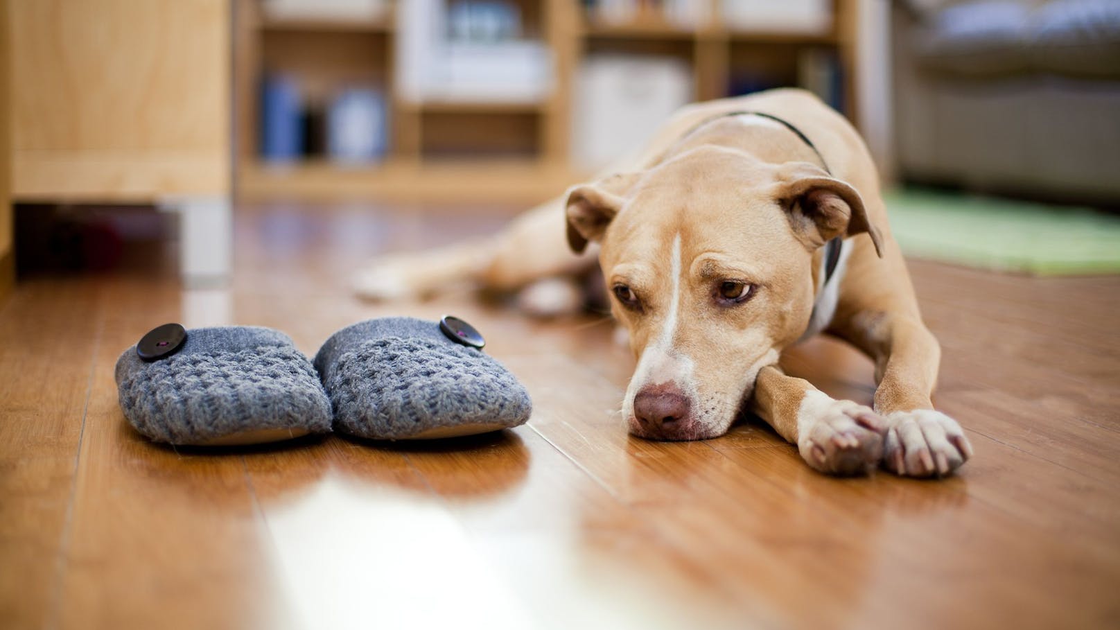 Hunden sieht man eine Depression sehr genau an. Sie fressen meist weniger, sind lethargisch und weniger zu motivieren.