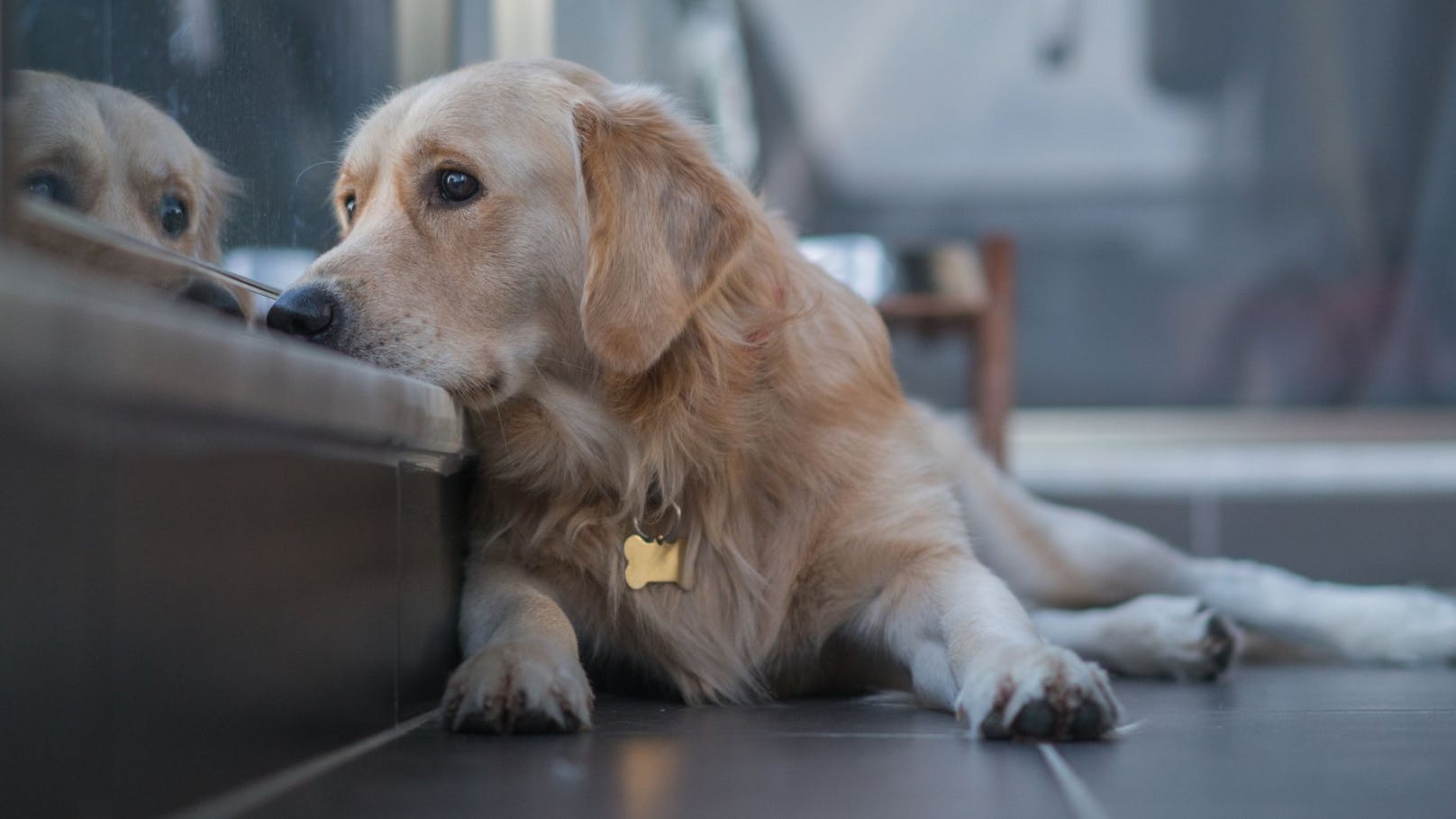 Hunde sind bekanntlich ein "Herz auf vier Beinen" und können genau wie wir einmal von einer großen Traurigkeit überrollt werden.