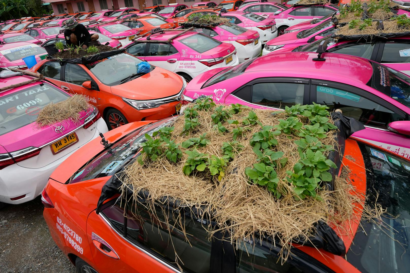 Die Taxibetreiber in Thailand stecken aufgrund der Pandemie in einer Notlage. Deshalb müssen die Autos neuerdings als Mini-Gärten herhalten.