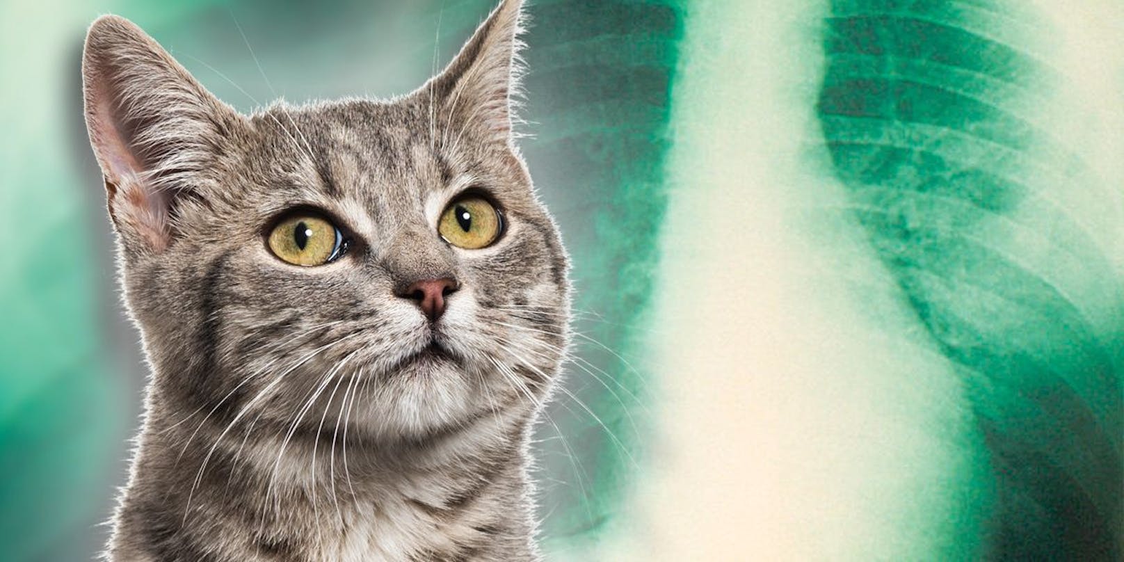 Katze infiziert Besitzerin mit gefährlicher Lungenpest